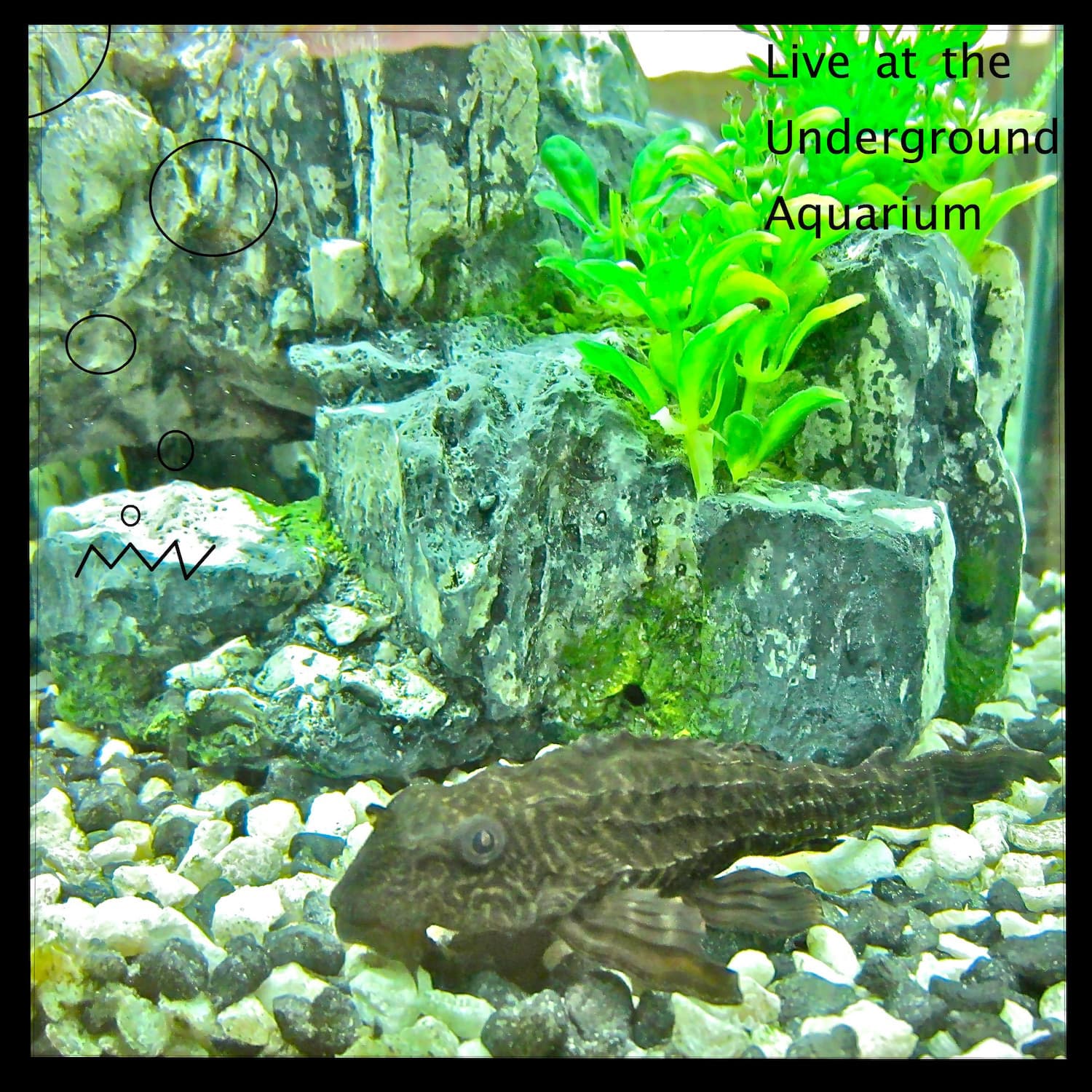 Live at the Underground Aquarium